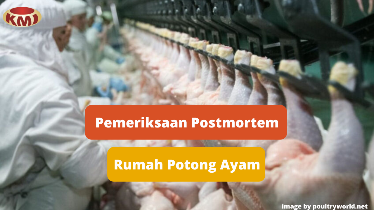 Berikut Inilah Pemeriksaan Postmortem di Rumah Potong Ayam (RPA)